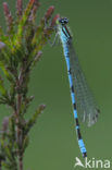 Northern Damselfly (Coenagrion hastulatum)