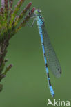 Northern Damselfly (Coenagrion hastulatum)