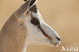 Springbok (Antidorcas marsupialis)