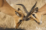 Springbok (Antidorcas marsupialis)