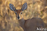 Steenbok (Capra ibex)