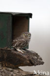 Little Owl (Athene noctua)