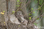 Little Owl (Athene noctua)