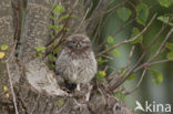 Little Owl (Athene noctua)
