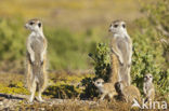 Slender-tailed meerkat (Suricata suricata)