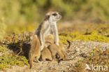 Slender-tailed meerkat (Suricata suricata)