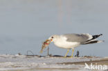 Mew Gull (Larus canus)