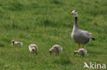 Bar-headed Goose (Anser indicus)