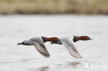 Pochard (Aythya ferina)