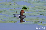 Pochard (Aythya ferina)