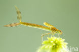 Scarce Emerald Damselfly (Lestes dryas)