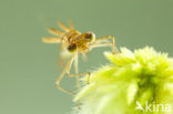 Scarce Emerald Damselfly (Lestes dryas)