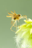 Scarce Emerald Damselfly (Lestes dryas)