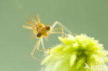 Scarce Emerald Damselfly (Lestes dryas)