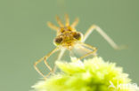 Scarce Emerald Damselfly (Lestes dryas)