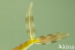 Tangpantserjuffer (Lestes dryas)