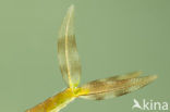 Scarce Emerald Damselfly (Lestes dryas)