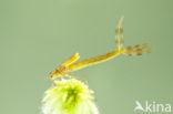 Scarce Emerald Damselfly (Lestes dryas)