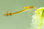 Scarce Emerald Damselfly (Lestes dryas)
