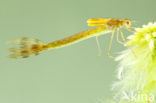 Scarce Emerald Damselfly (Lestes dryas)