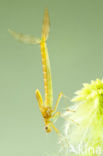 Scarce Emerald Damselfly (Lestes dryas)