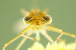 Scarce Emerald Damselfly (Lestes dryas)