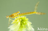 Scarce Emerald Damselfly (Lestes dryas)