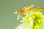 Scarce Emerald Damselfly (Lestes dryas)