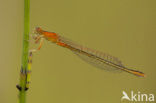 Scarce Blue-tailed Damselfly (Ischnura pumilio)