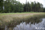 Tengere pantserjuffer (Lestes virens) 