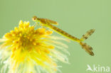 Tengere pantserjuffer (Lestes virens) 