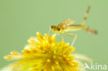 Small Emerald Damselfly (Lestes virens)