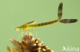 Tengere pantserjuffer (Lestes virens) 