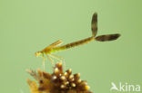 Tengere pantserjuffer (Lestes virens) 