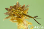 Tengere pantserjuffer (Lestes virens) 