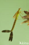 Tengere pantserjuffer (Lestes virens) 