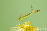 Tengere pantserjuffer (Lestes virens) 