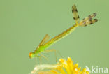 Tengere pantserjuffer (Lestes virens) 