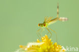 Tengere pantserjuffer (Lestes virens) 