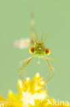 Tengere pantserjuffer (Lestes virens) 