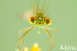 Tengere pantserjuffer (Lestes virens) 