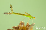 Small Emerald Damselfly (Lestes virens)