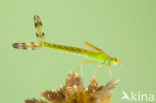 Tengere pantserjuffer (Lestes virens) 