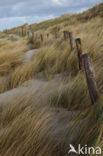 Texel