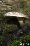 Tijgertaaiplaat (Lentinus tigrinus)