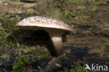 Tijgertaaiplaat (Lentinus tigrinus)