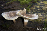 Tijgertaaiplaat (Lentinus tigrinus)