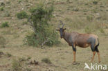 Topi