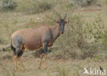 Topi