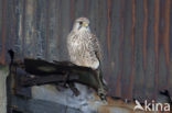 Common Kestrel (Falco tinnunculus)